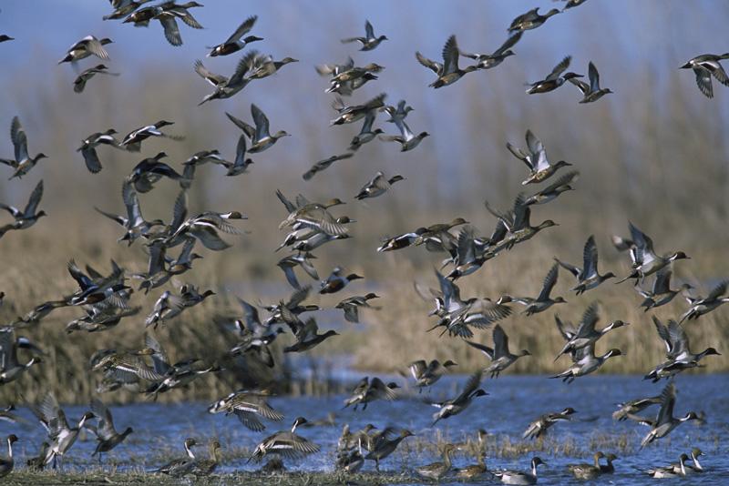 Pacific Flyway Water Education Foundation