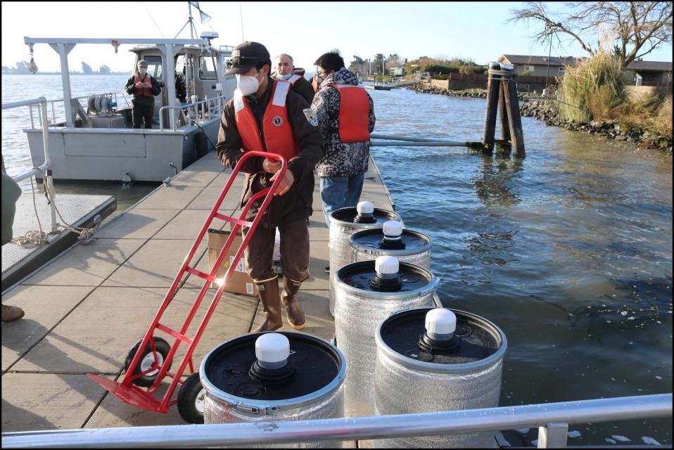 Crews prepare to load barrels of captively raised Delta smelt on boats for release into the Sacramento-San Joaquin Delta.