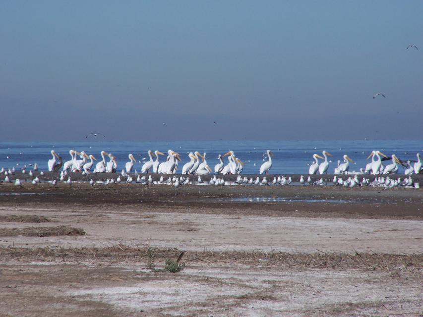 Shore birds at the Salton Sea