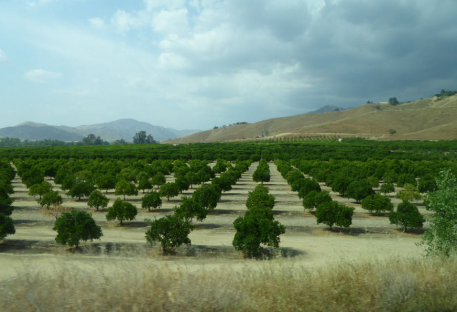 A Bounty of San Joaquin Valley Crops on Display During Central Valley