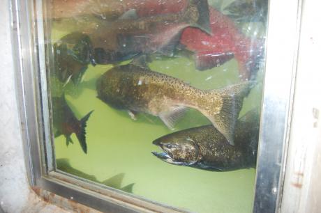 Feather River Fish Hatchery