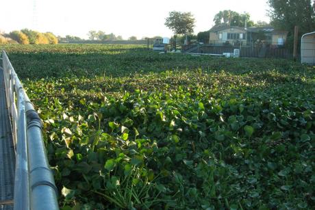Water Hyacinth - Delta (Photo by Bureau of Reclamation)