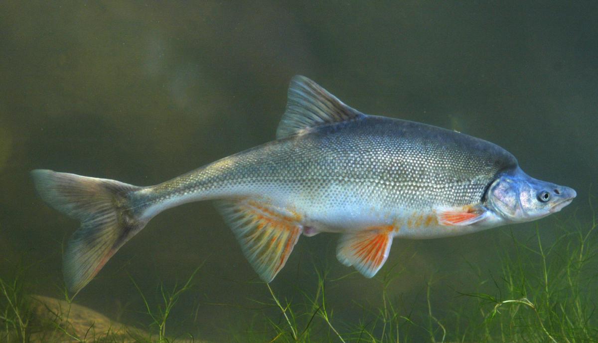 Lower Colorado River Multi Species Conservation Program Water