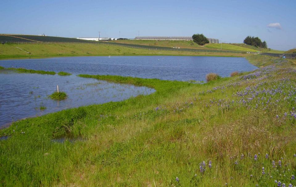 Groundwater infiltration in the Pajaro Valley