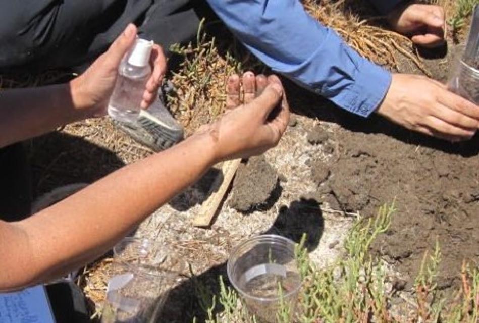 Image of dirty hands digging in dirt, with tools to assess the dirt.