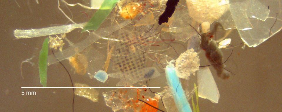 This magnified view illustrates the variety of microplastics found in the water.