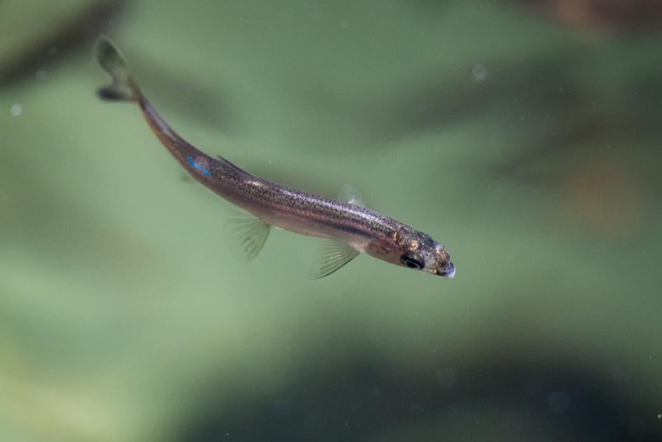 Image shows a delta smelt at the UC Davis Fish Conservation and Culture Laboratory in Contra Costa County.