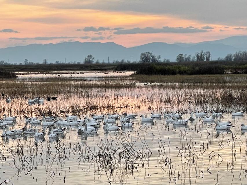 Pacific Flyway Water Education Foundation