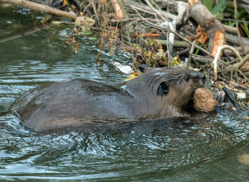 Beaver