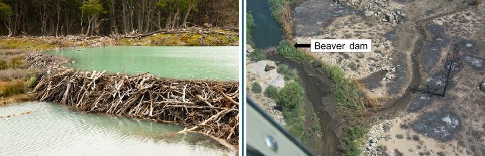 Beaver Wetlands