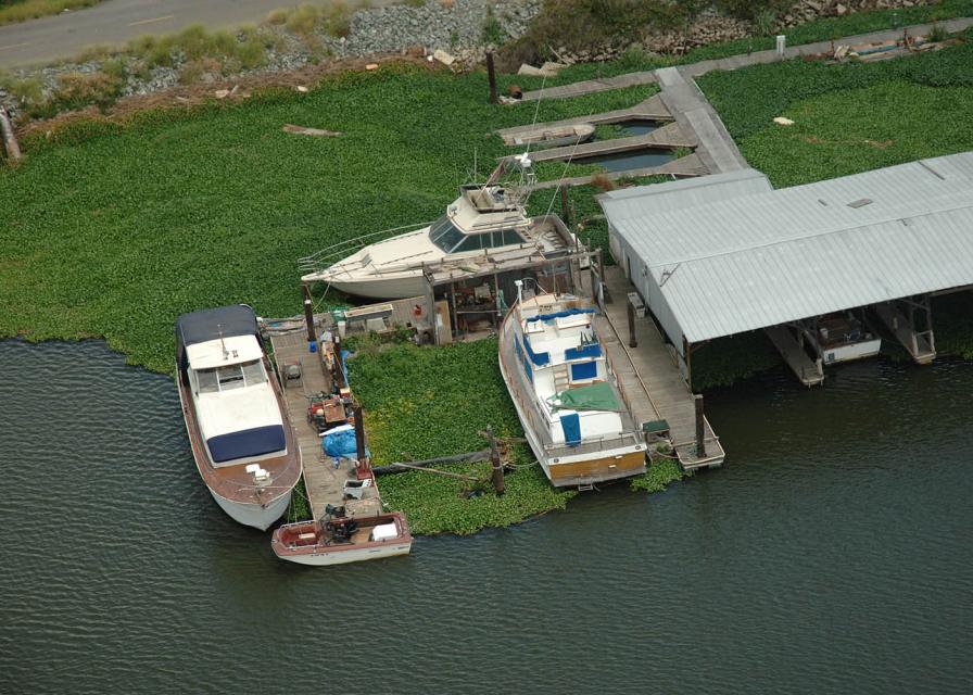 Image shows water hyacinth choking a dock area in the Sacramento-San Joaquin Delta.