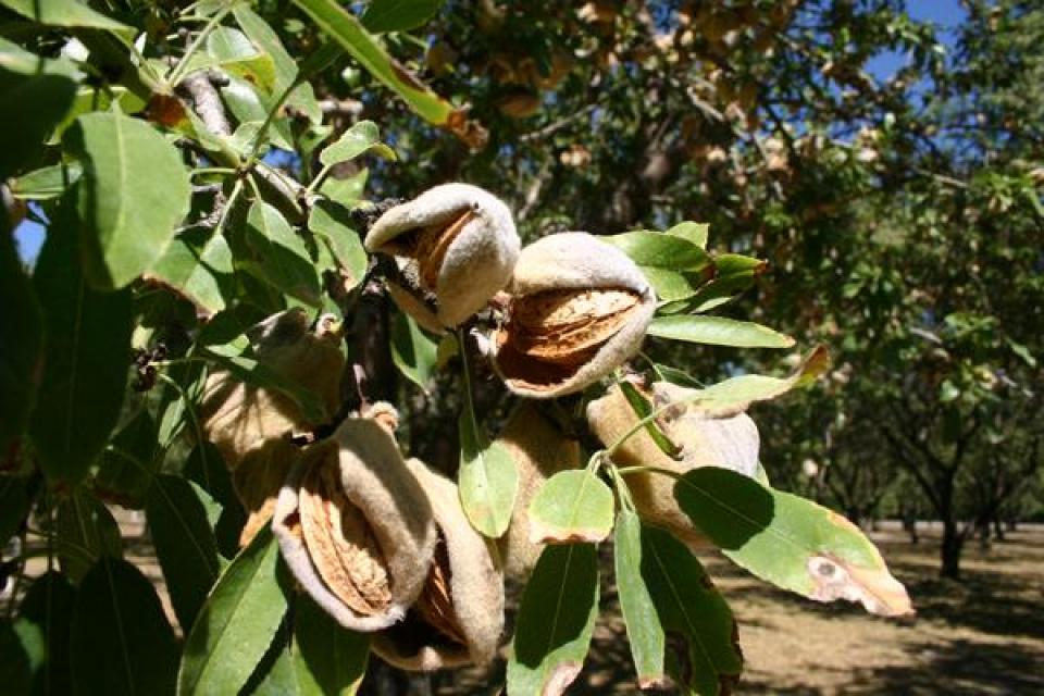 Almond tree