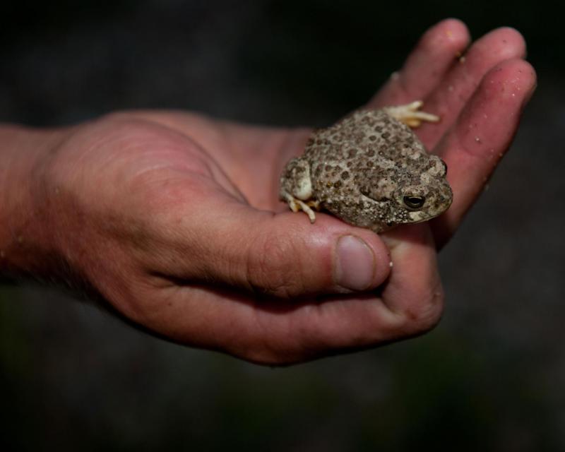 Image shows the lowland leopard frog, one of the species covered by the MSCP. 