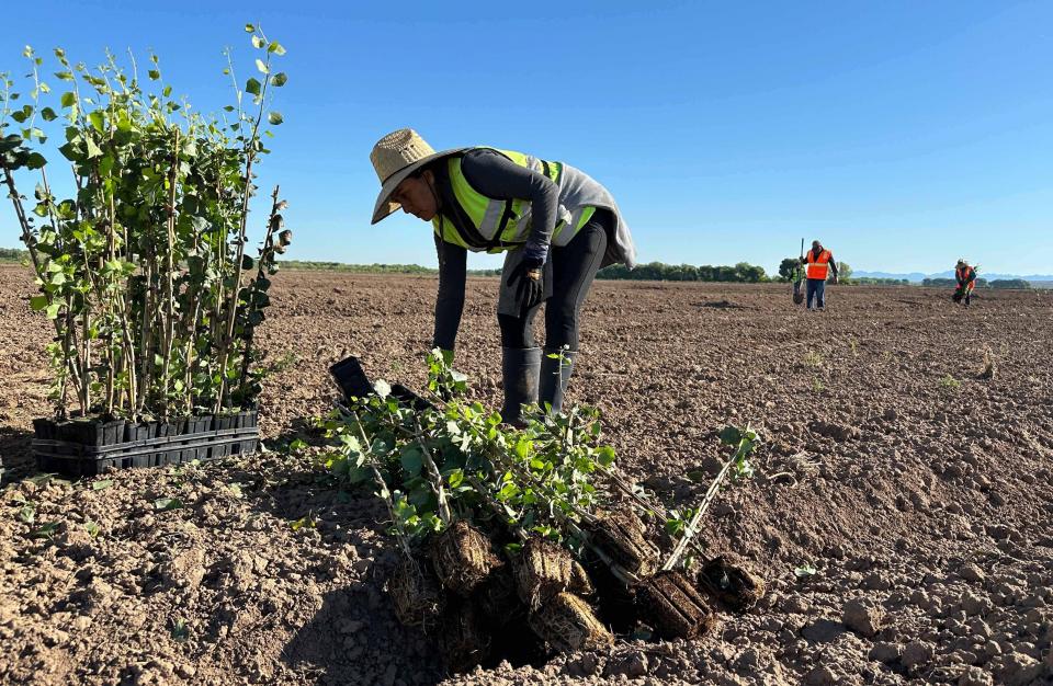 Image shows workers planting seedlings of cottonwoods, willows and mesquite trees at an MSCP habitat restoration project south of Blythe, California. 