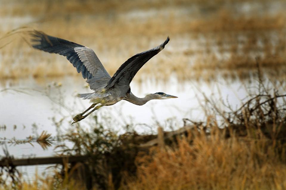 Blue heron flies at a wetland