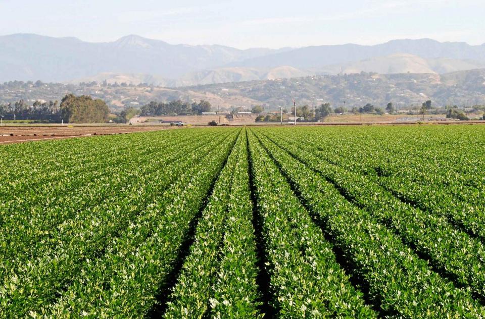 Row crops growing in Ventura County