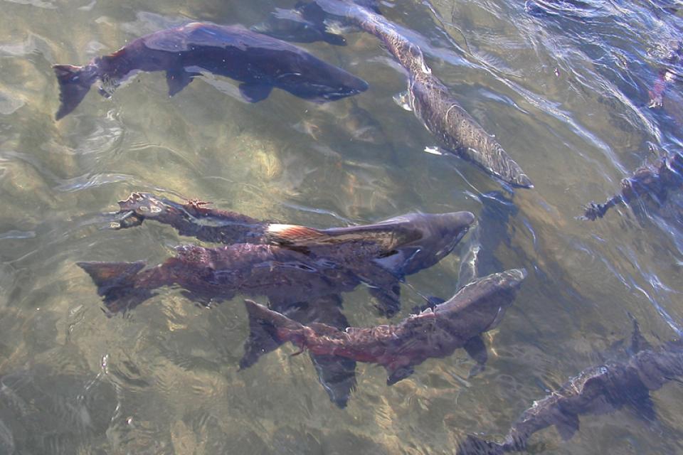 Chinook salmon returning to Battle Creek