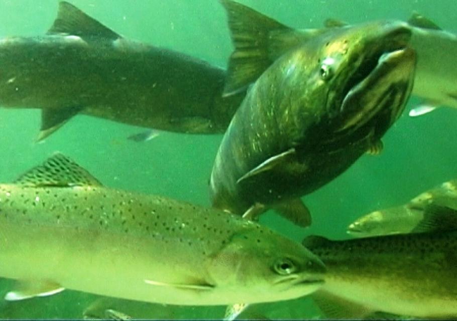 One response to rapid change involves establishing habitat where species such as salmon can persist under a changing climate.