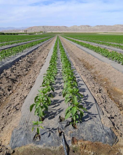 Irrigation lines are buried beneath the crops in this field to improve irrigation efficiency. 