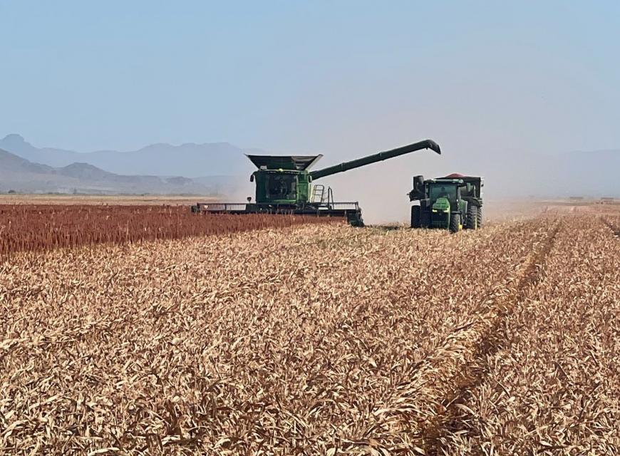 Crop being harvested on CRIT's reservation