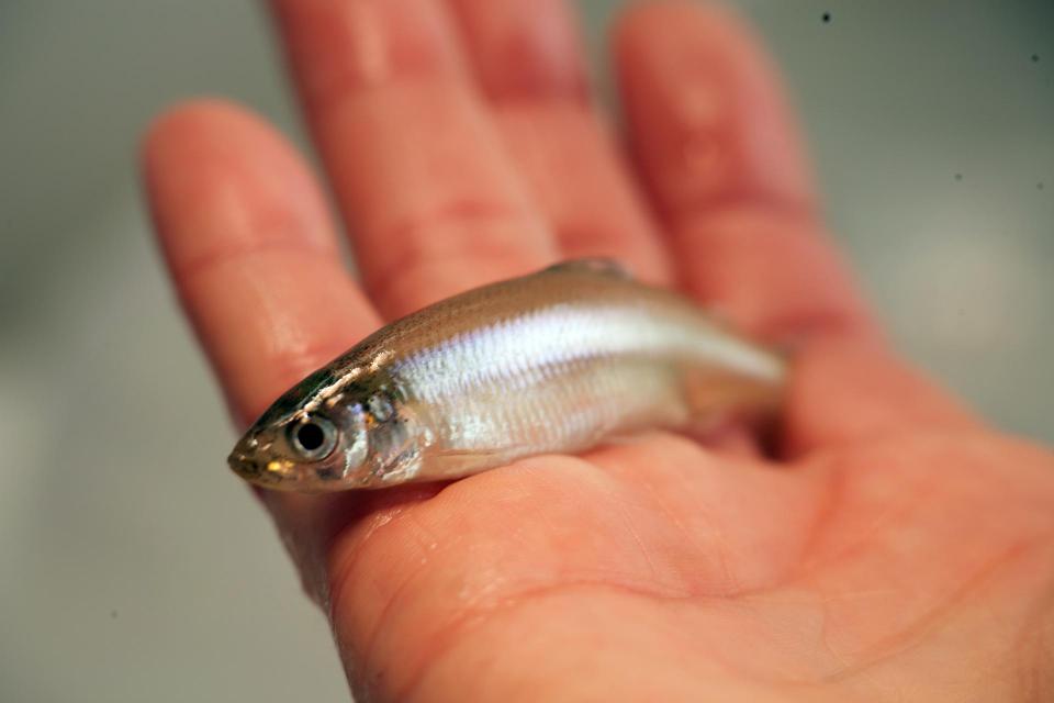A Delta smelt lays across the fingers of a hand. 