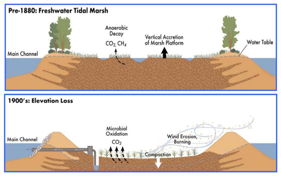 Much of the Delta is sinking due to subsidence, which is caused by the drainage of Delta wetlands and the subsequent oxidation of peat soil.