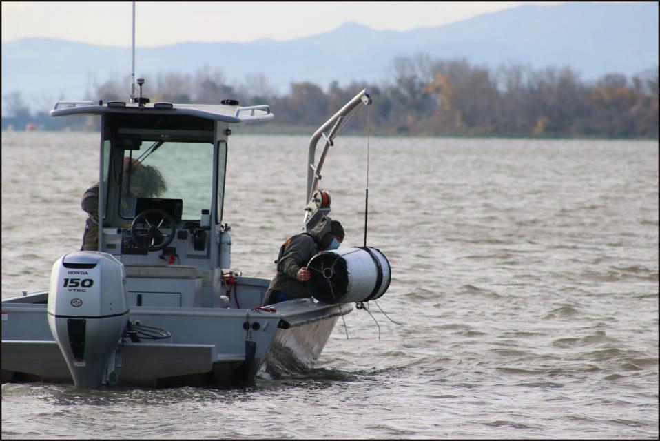 Delta smelt are released from a barrel into the Sacramento-San Joaquin Delta