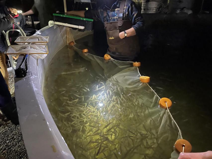 Scientists at the University of California, Davis, Fish Conservation and Culture Laboratory work to prepare Delta smelt for experimental release into the Sacramento-San Joaquin Delta in December. 