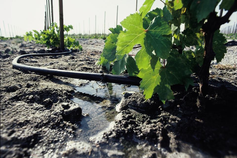 Drip irrigation on grapes being grown in California.
