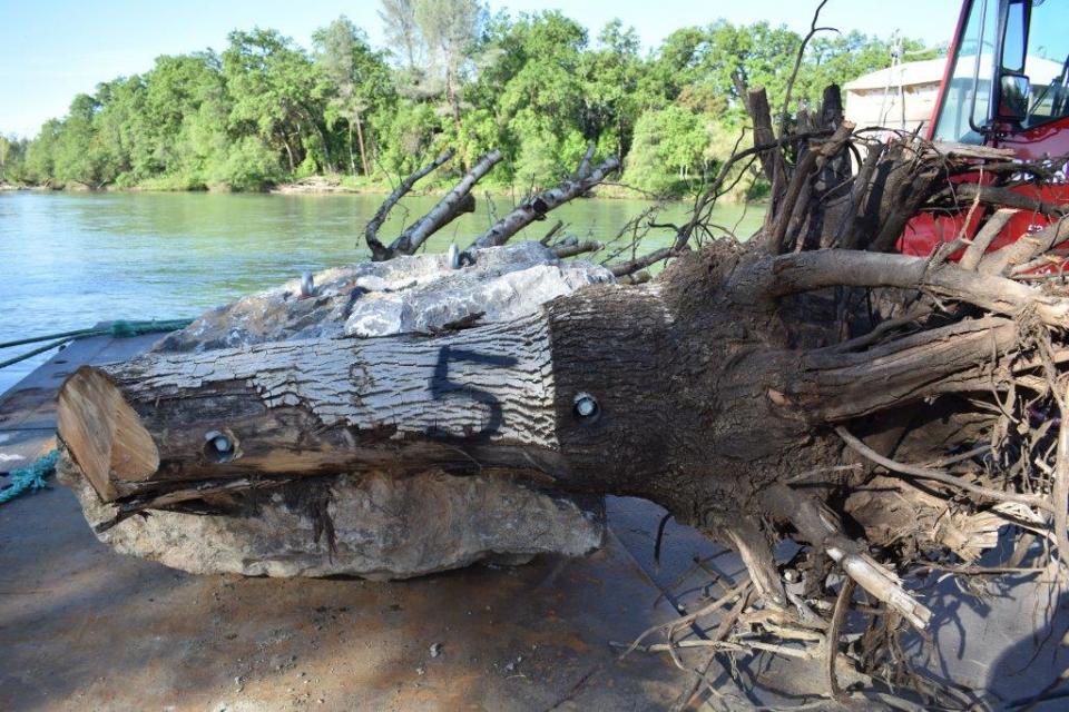 Twenty five boulders like this one were dropped into the Sacramento River in May 2017 to provide juvenile salmon refuge from predators and the river's swift current.  The boulders were set along one side of the river in Redding.   