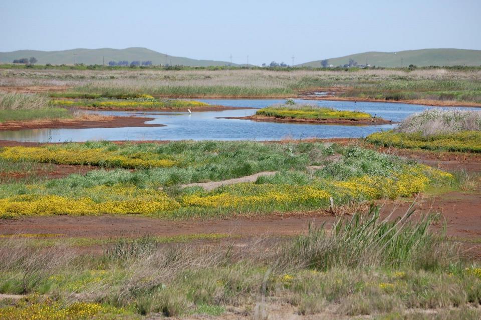 Suisun Marsh at the edge of the Sacramento-San Joaquin Delta.
