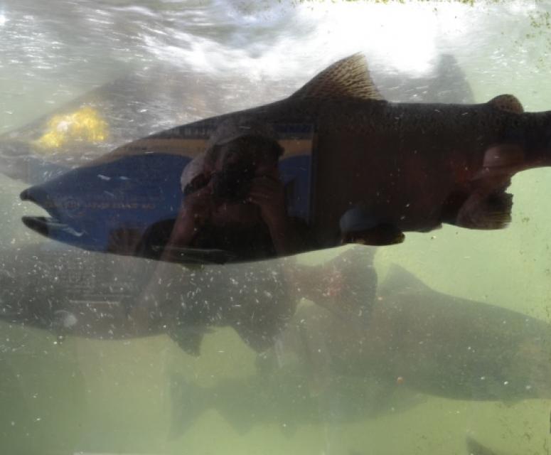 Salmon from the Feather River Fish Hatchery.