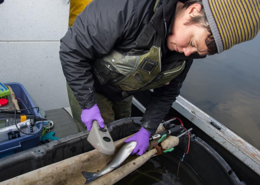 One problem for the Delta smelt, salmon smolts and other native species is predation by introduced species, including the striped bass. In December 2014, DWR scientists went to Clifton Court Forebay where they caught and tagged striped bass so they can monitor predator fish behavior.