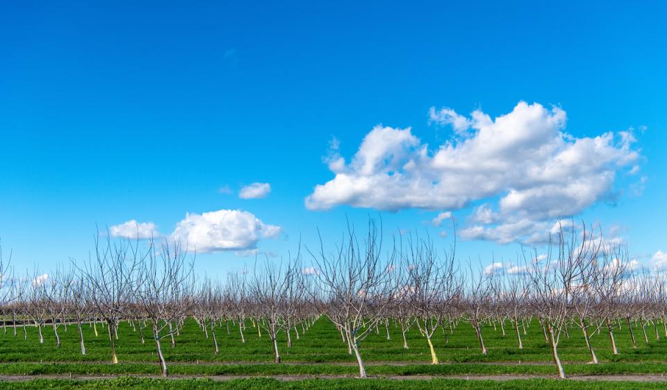 Agricultural scene in the Delta