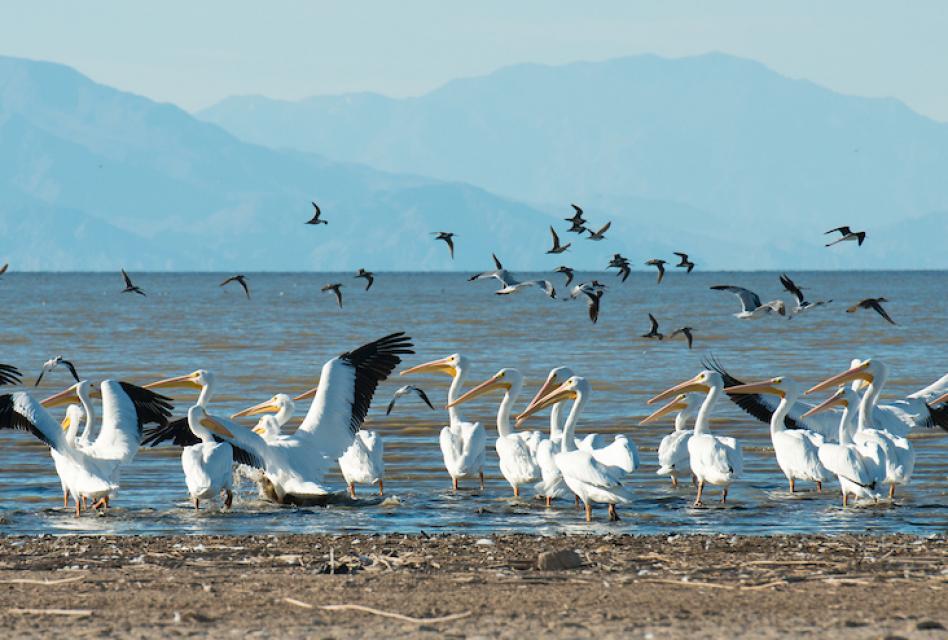 Birds gather at the Salton Sea in California's southeast corner. 
