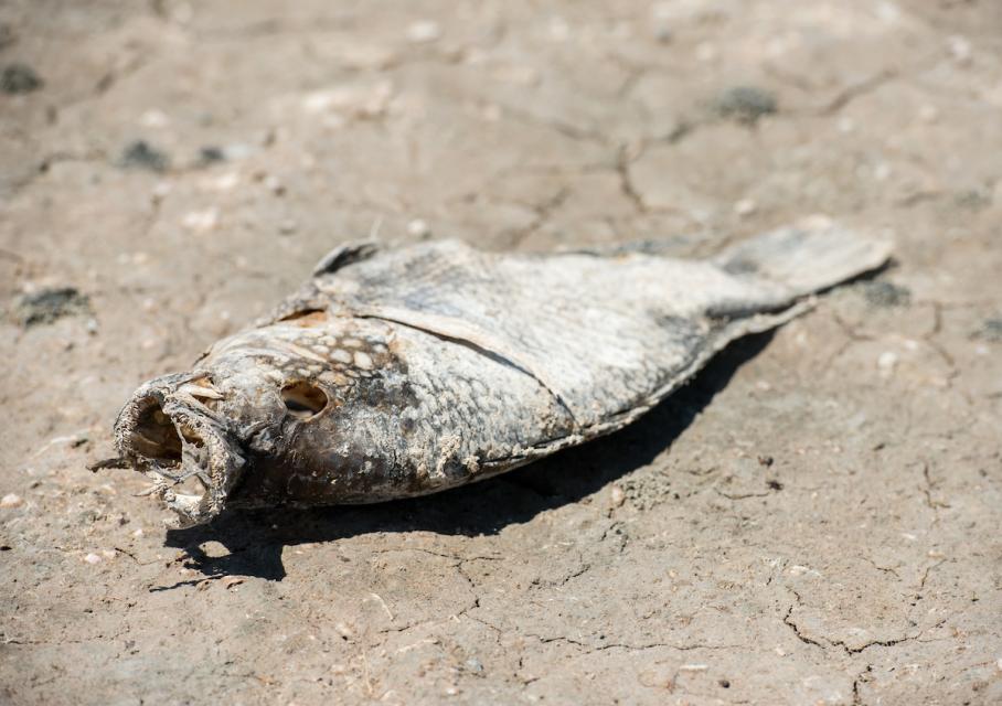 Rising salinity levels have had a detrimental impact on wildlife at the Salton Sea.