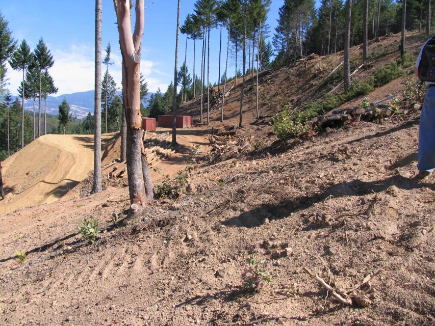 A North Coast cannabis growing site  that was cleaned up in 2007. 