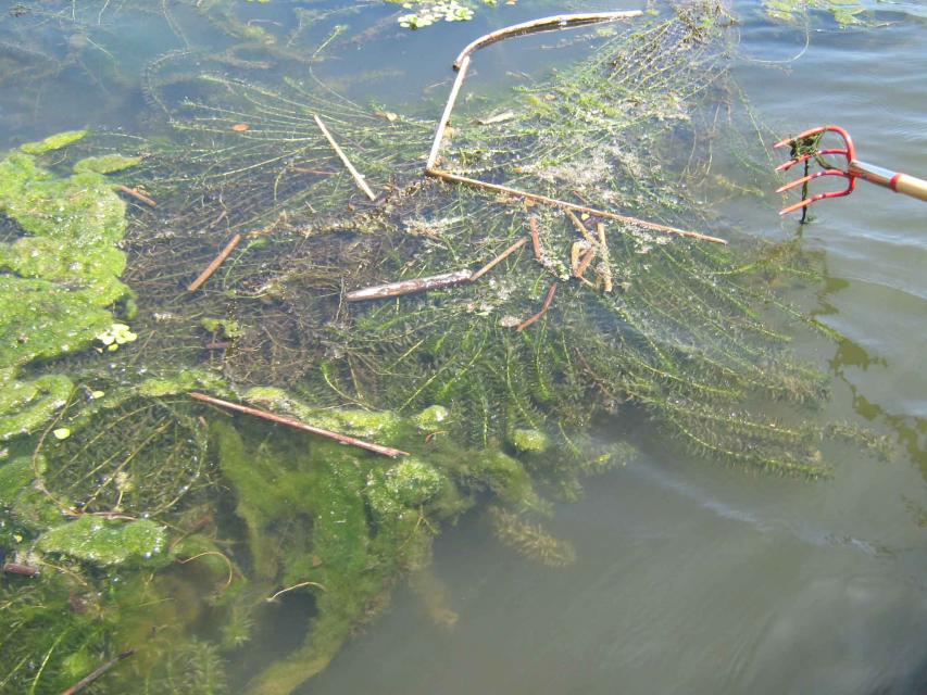 Raking up invasive plants in the Sacramento-San Joaquin Delta.