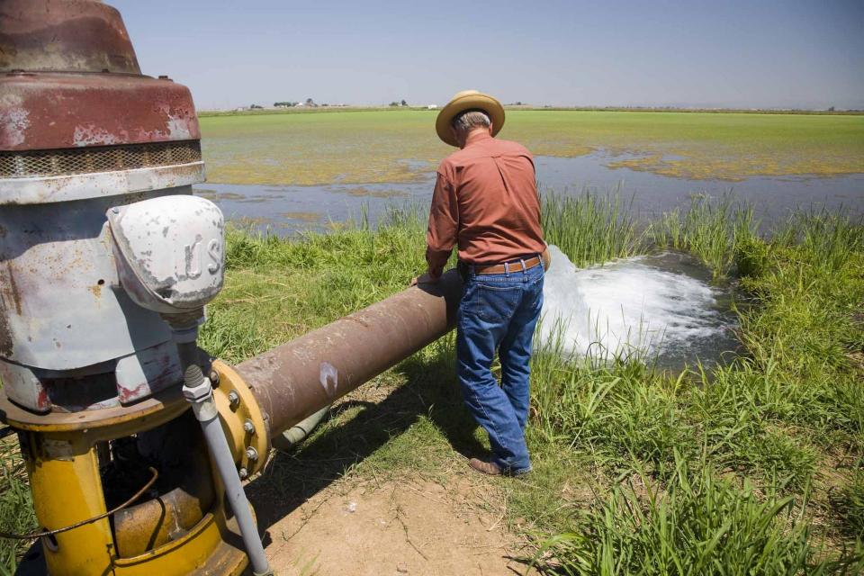 Water gushes from a groundwater pump into a field of rice. 