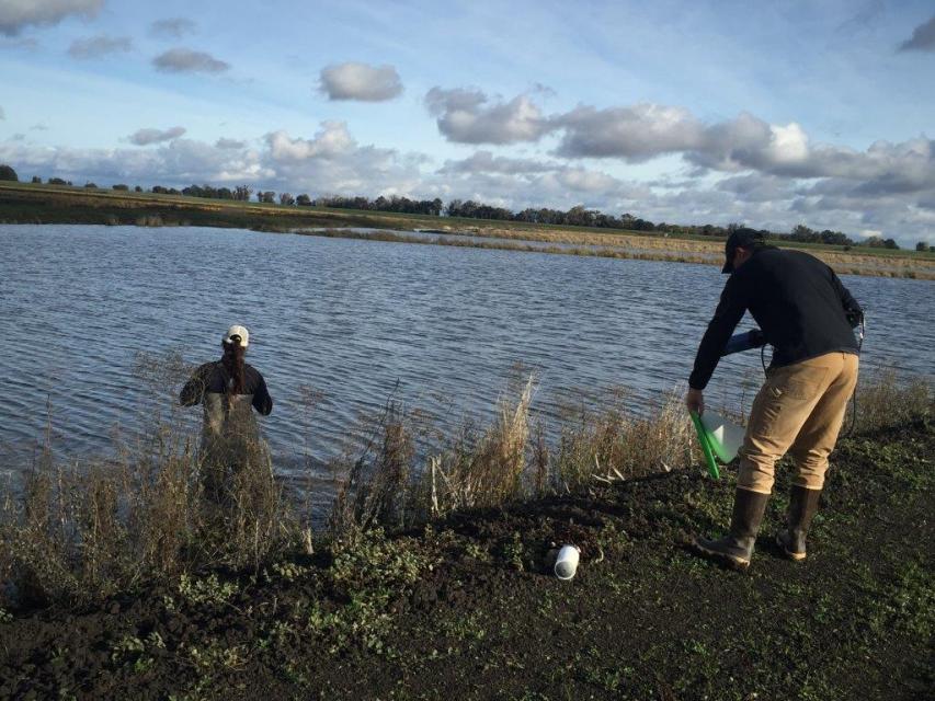 A second project undertaken by River Garden Farms entails cycling water through harvested rice fields in the fall and winter to foster growth of microorganisms that can then be pumped into the Sacramento River as food for fish. 