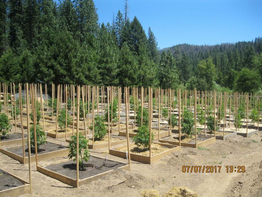 A garden growing marijuana plants in Northern California. 