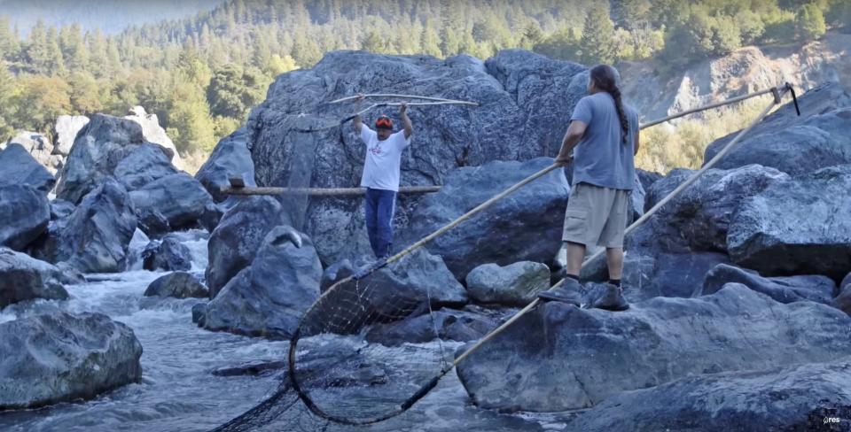 Karuk members collecting chinook salmon via traditional tribal fishing techniques