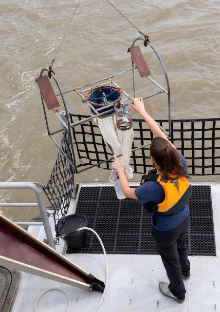 California Department of Water Resources  environmental scientist Morgan Martinez checks specialized netting and water collection containers while taking water samples from the Sacramento-San Joaquin Delta. 