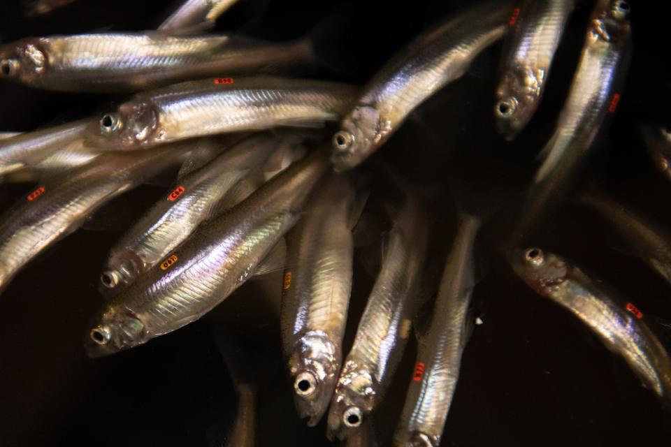 Image of Delta Smelt