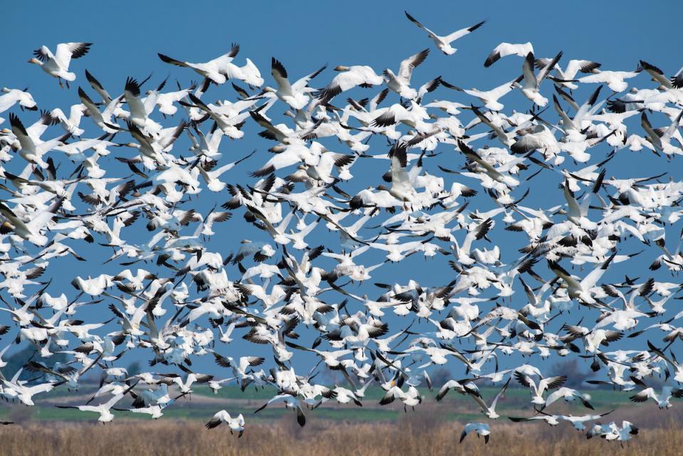 Image shows huge flock of snow geese taking flight above a field on Twitchell Island in the Sacramento-San Joaquin Delta.