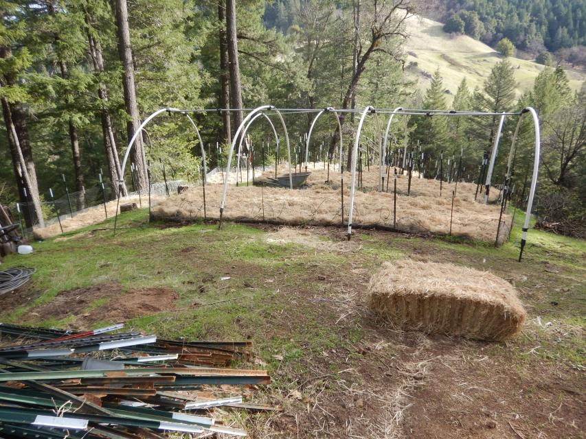 A cannabis garden with straw and other means to control winter erosion. 