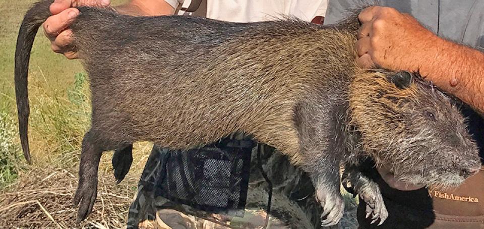 Nutria, an invasive rodent from South America