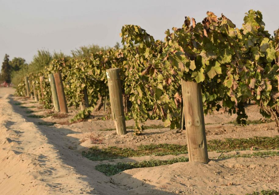 Farms in the McMullin Area GSA are entirely dependent on groundwater to irrigate thousands of acres of crops, including grapes.