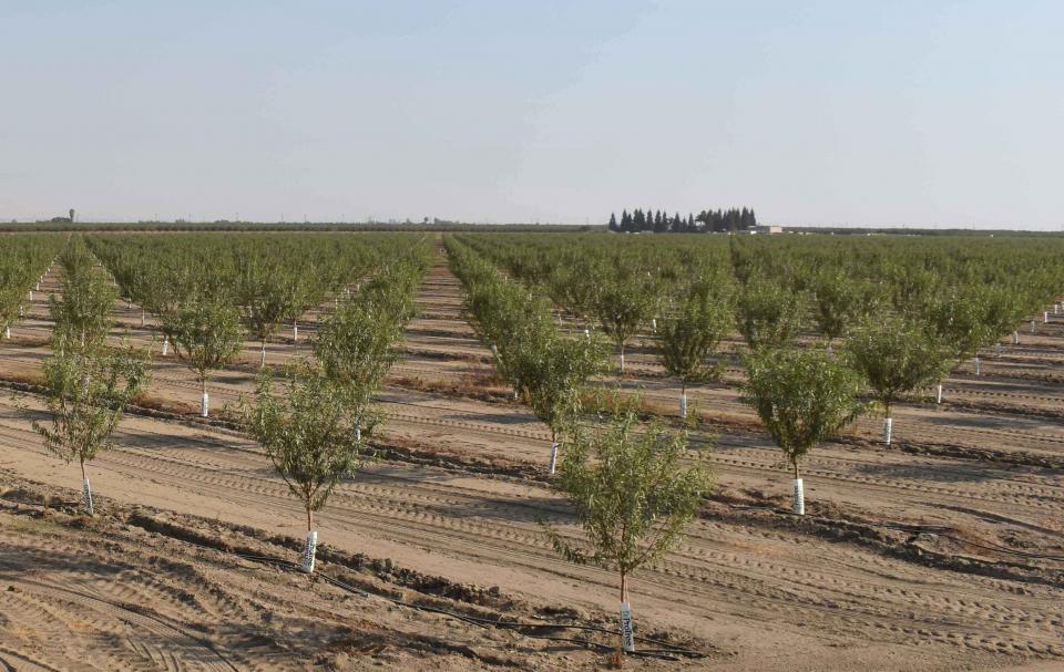 A new orchard in the Eastern Tule Groundwater Sustainability Agency's territory. 