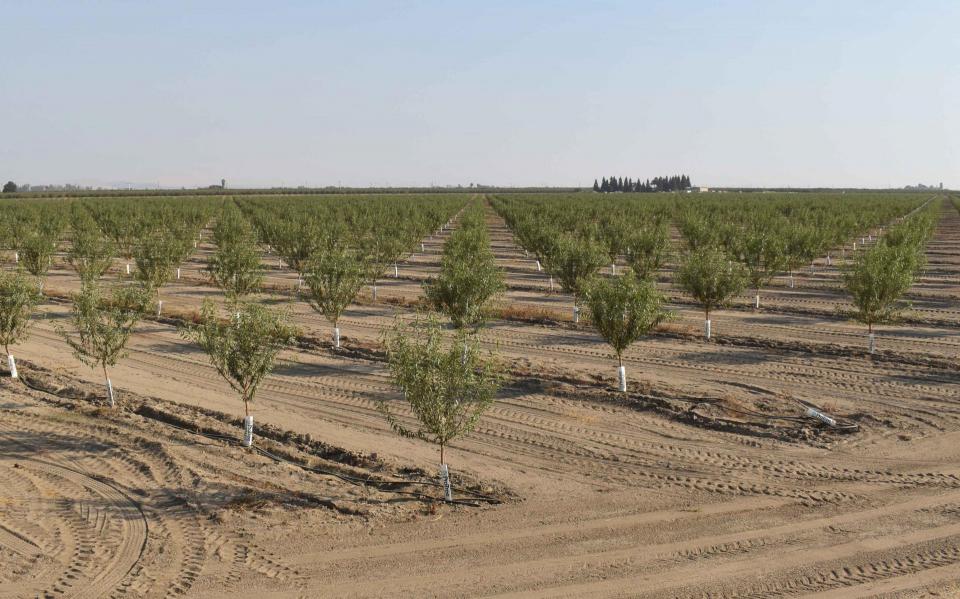 New orchard trees in Tulare County, where excessive groundwater pumping has caused subsidence that has  damaged the Friant-Kern Canal.